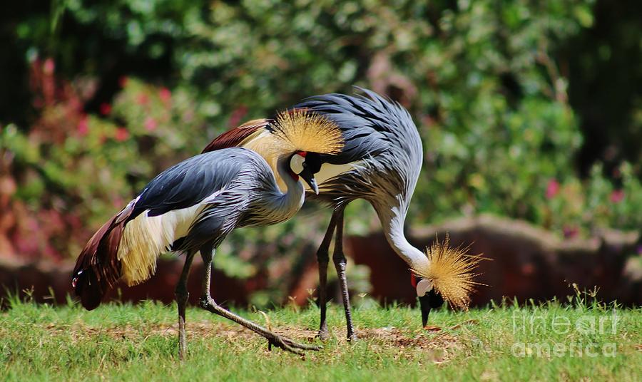 Pair of East African Crowned Crane Photograph by Craig Wood