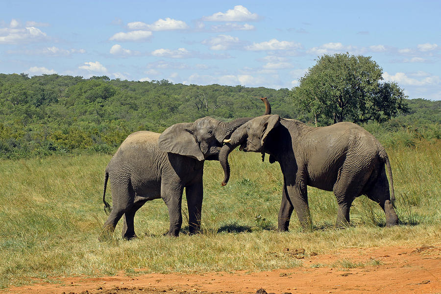 Pair of Elephants Photograph by Tony Murtagh
