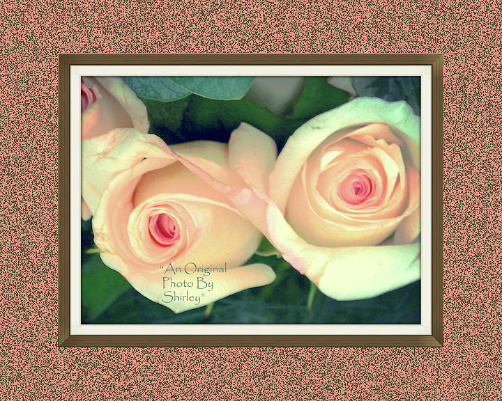 Pair Of Erotic Rose Buds Photograph