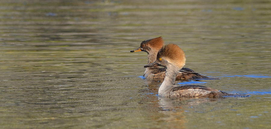 Pair of Female Hooded Mergansers Photograph by Carla Parris