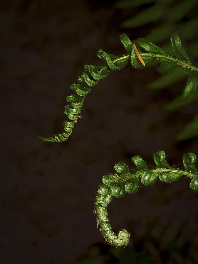 Pair of ferns Photograph by Jean Noren