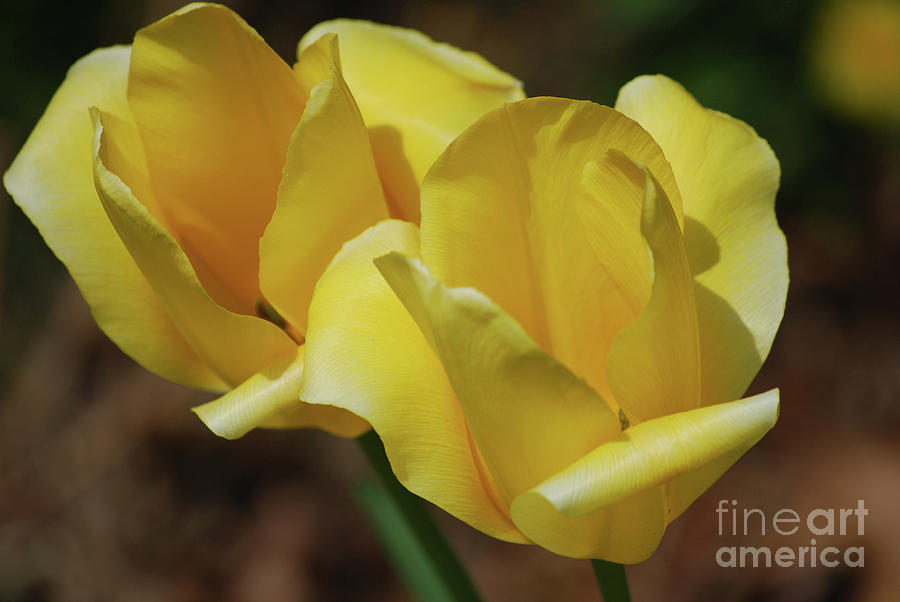 Pair of Flowering Yellow Tulips Blooming Photograph by DejaVu Designs