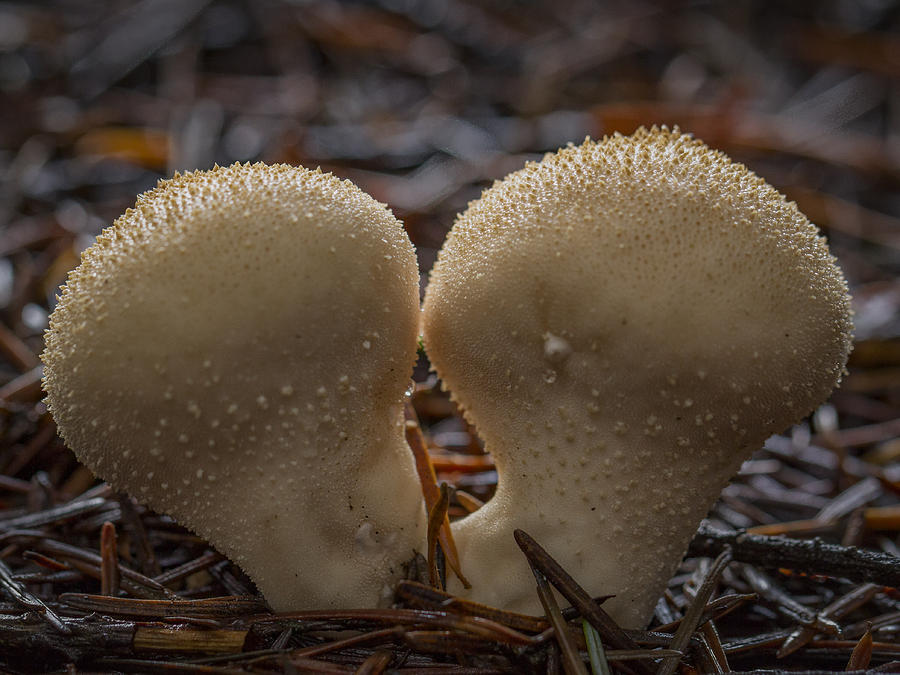 Pair of Forest Mushrooms Photograph by Jean Noren