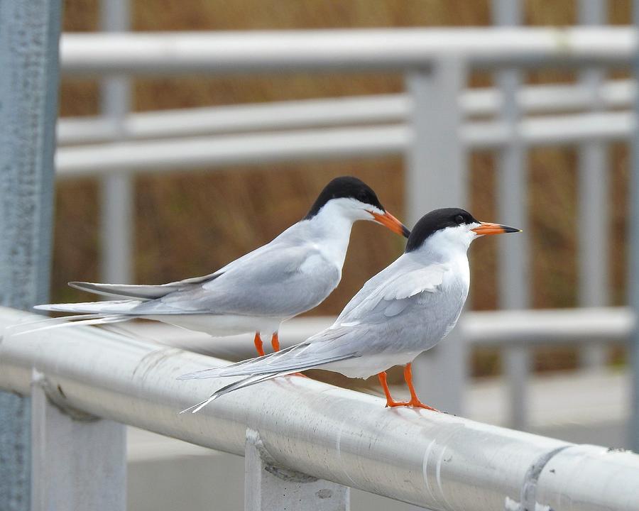 Pair Of Forsters Tern Photograph By Marge Sudol Fine Art America 9433