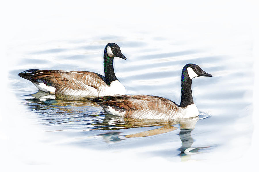 Pair of Geese Digital Art by Yuichi Tanabe