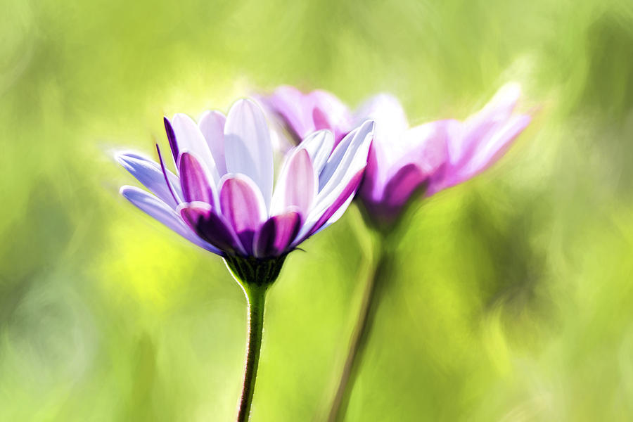 Flower Photograph - Pair of Gerbera Daisies  by SharaLee Art