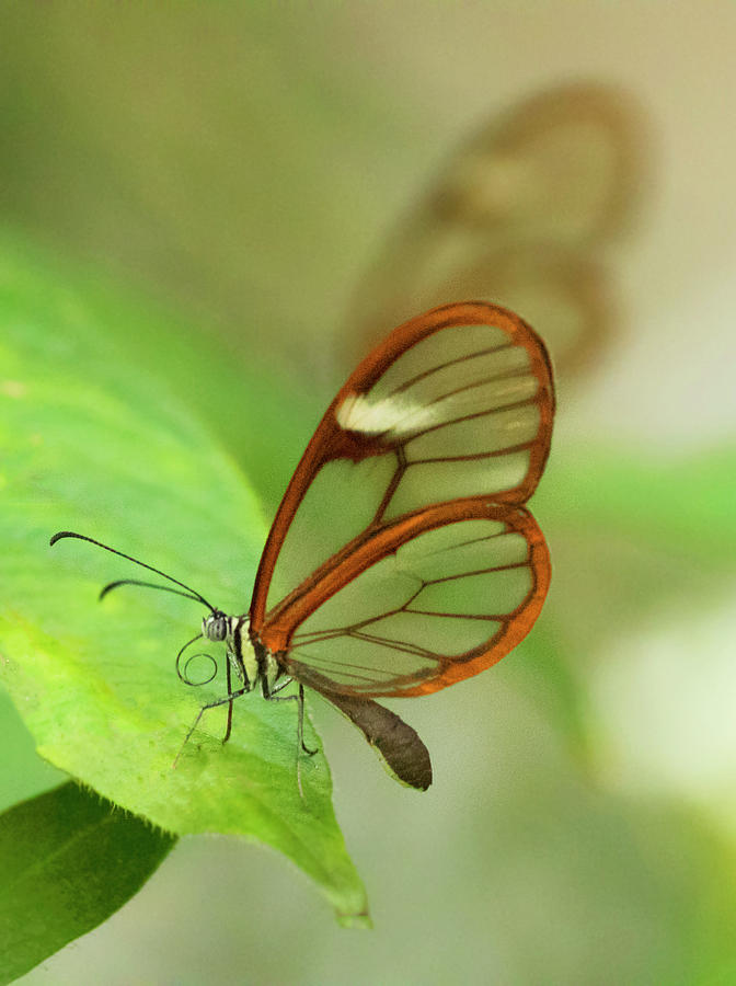 Pair of Glass winged butterflies Photograph by Ruth Jolly