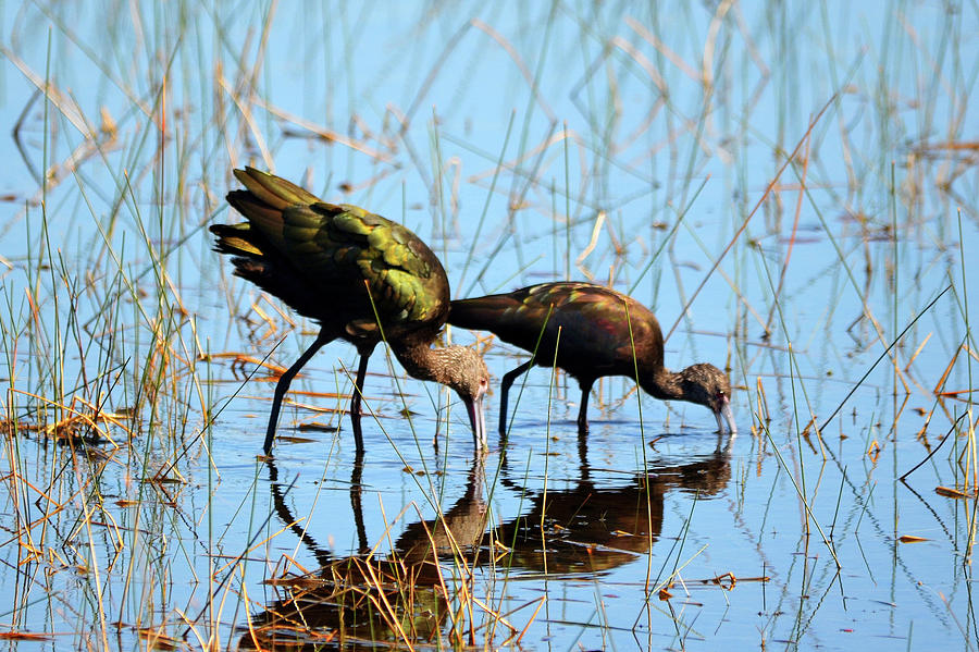 Pair of Glossy Ibises Photograph by Carla Parris