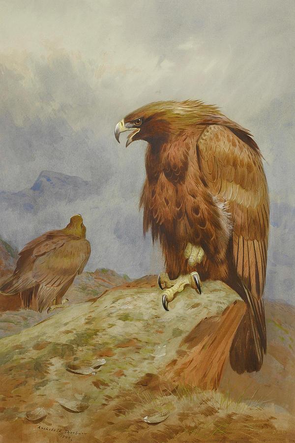 Pair of Golden Eagles by Thorburn Mixed Media by Archibald Thorburn