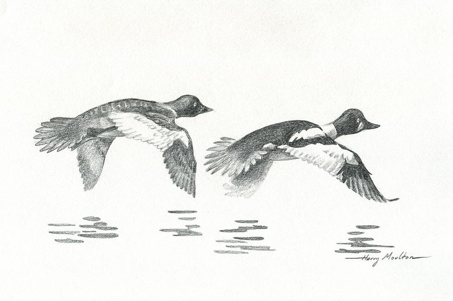 Pair of Goldeneye Ducks Drawing by Harry Moulton