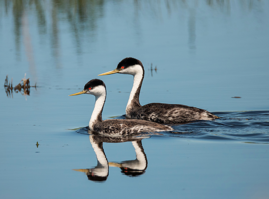 Pair of Grebes Photograph by Loree Johnson