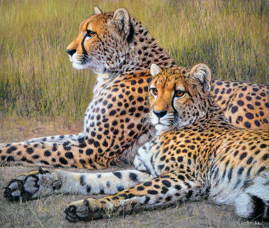 Wildlife Painting - Pair of guepards by Gabriel Hermida