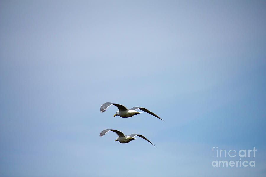 Pair of Gulls Flying Photograph by Donna L Munro
