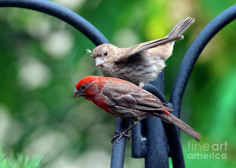 Pair of House Finches Photograph by Patricia Youngquist