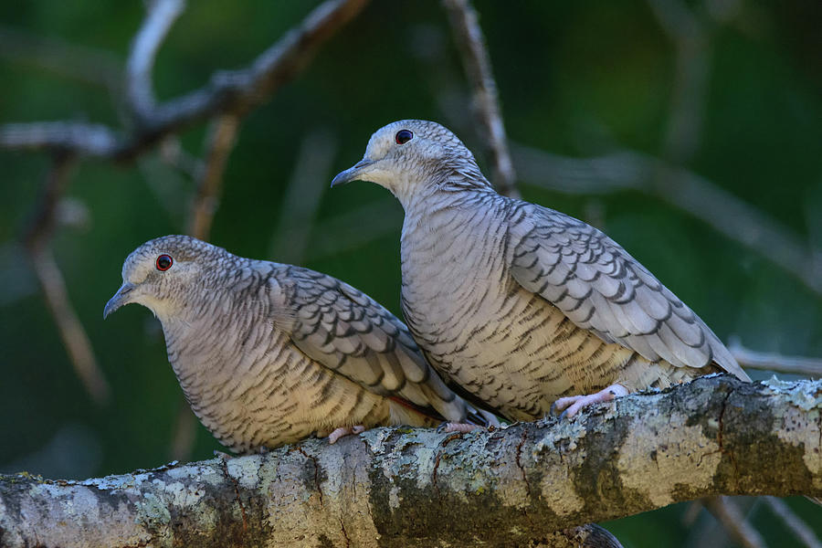 Pair of Inca Doves Photograph by Debra Martz