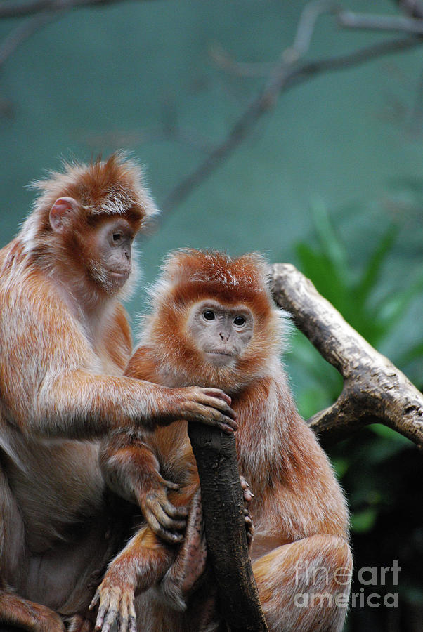 Pair of Javan Langur Monkeys Sitting Together  Photograph by DejaVu Designs