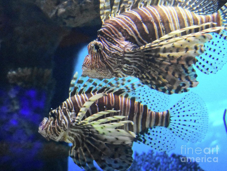 Pair of Lion Fish Photograph by DejaVu Designs