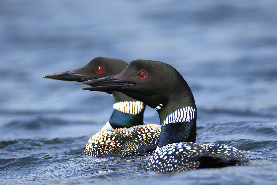 Pair of Loons Photograph by Brook Burling
