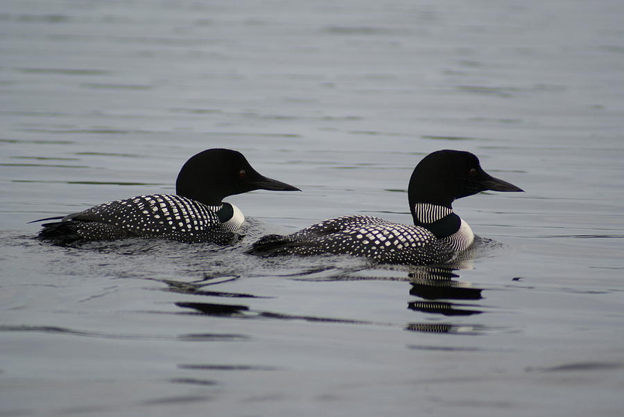 Pair of Loons Photograph by Steven Clipperton