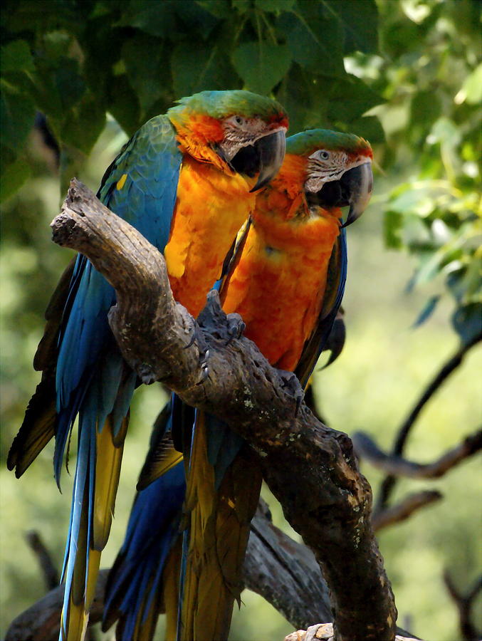 Pair of Macaws Photograph by Richard Thomas