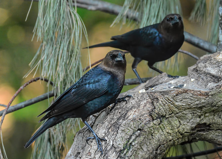 Pair Of Male Brown Headed Cowbirds 061120155826 Photograph