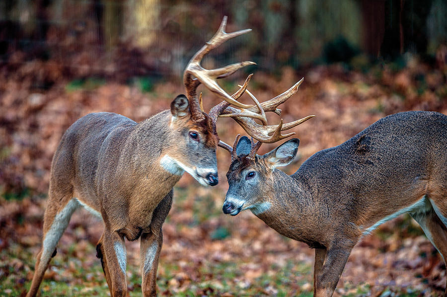 Pair of Male Whitetail Deer Butting Antlers Photograph by William Bitman
