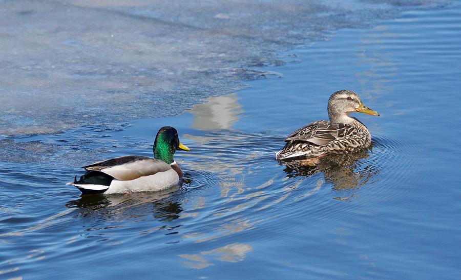 Pair of Mallard Ducks inThunder Bay Photograph by Michael Peychich