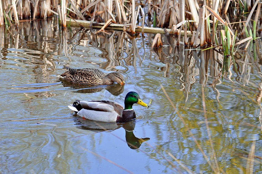Pair of Mallard Ducks Photograph by Rod Johnson