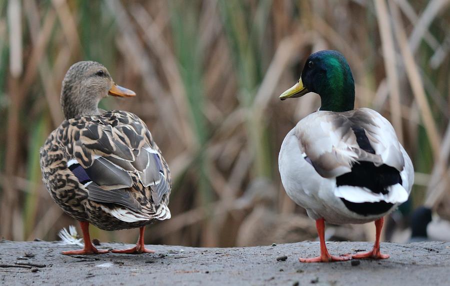 Pair of Mallards  Photograph by Christy Pooschke