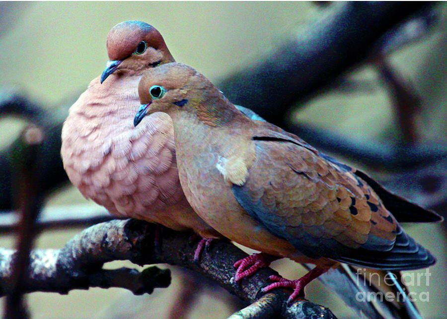 Pair Of Mourning Doves Photograph By Patricia Youngquist Fine Art America