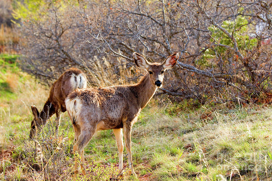 Pair Of Mule Deer Foraging On A Colorado Spring Afternoon Photograph