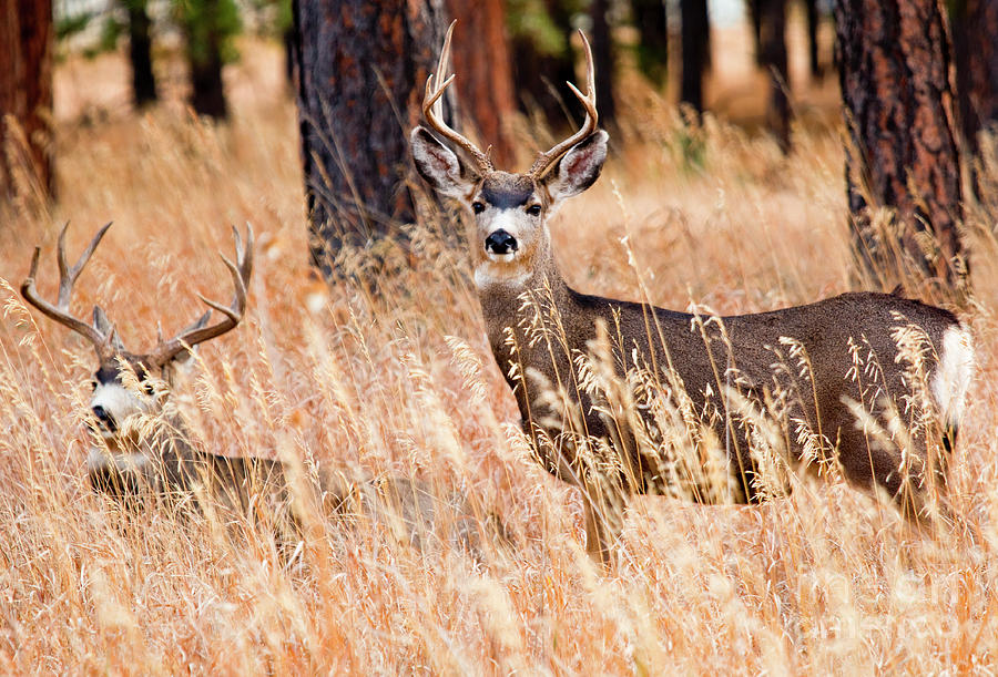 Pair of Mule Deer Photograph by Steven Krull