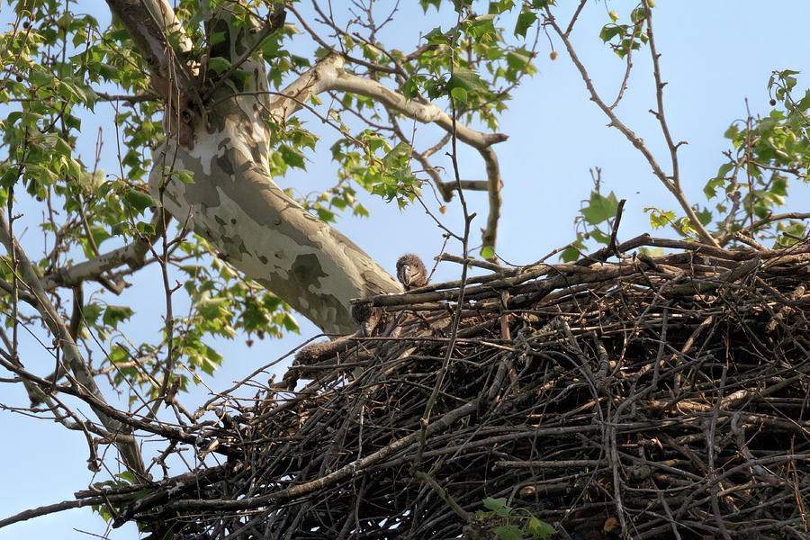 Pair of Nesting Eaglets Photograph by Susan Rissi Tregoning