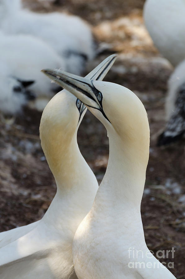 Pair Of Northern gannets Photograph by Les Palenik