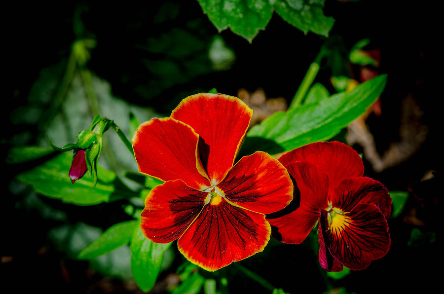 Pair of pansies Photograph by Bruce Pritchett