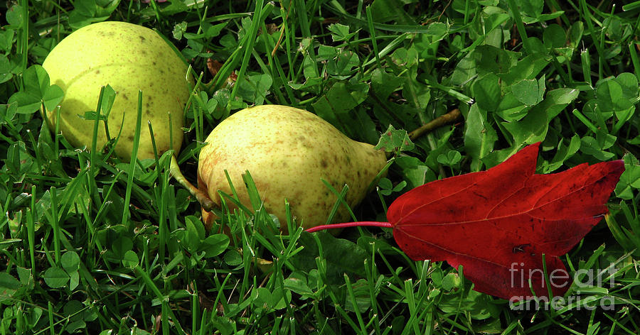 Pair of Pears Photograph by Deborah Johnson