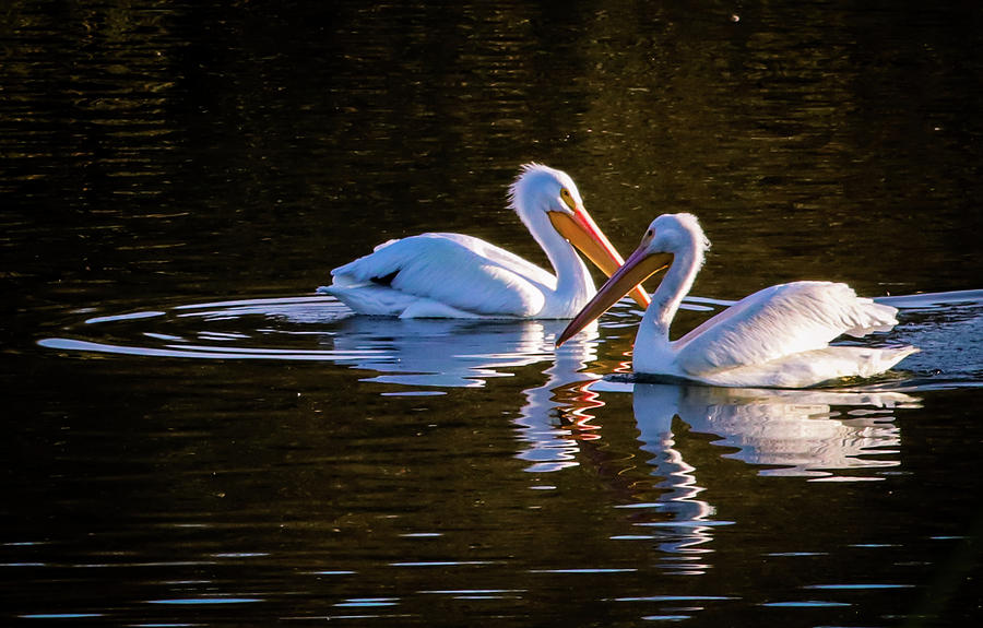 Pair of Pelican Photograph by Dr Janine Williams