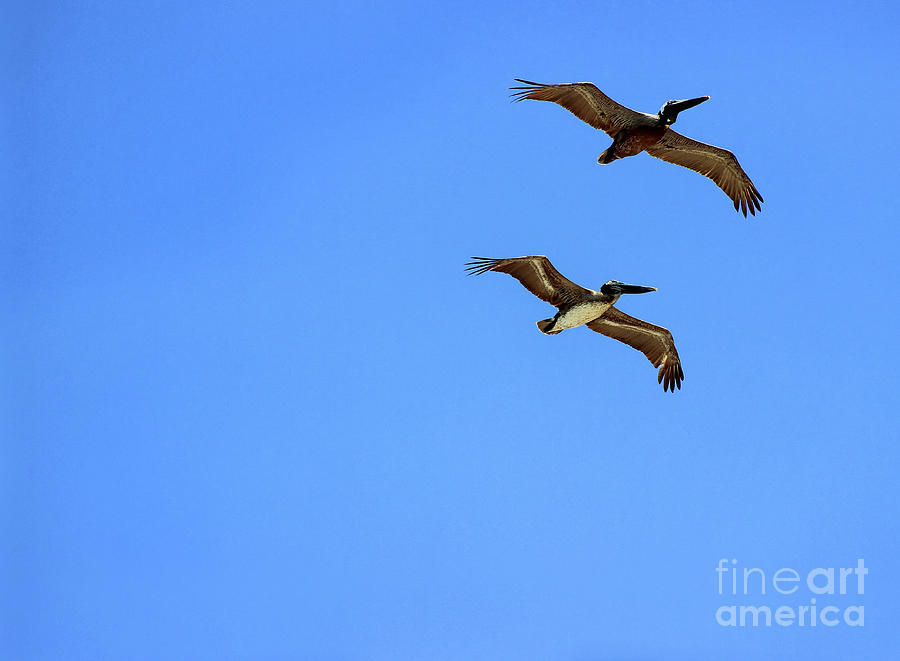 Pair of Pelicans Photograph by Karen Adams