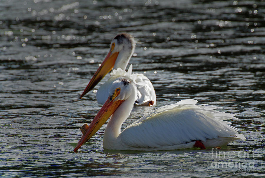 Pair Of Pelicans-Signed-#1442 Photograph by J L Woody Wooden