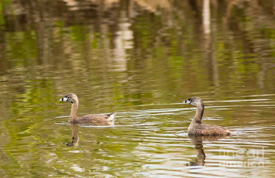 Duck Photograph - Pair of Pied-billed Grebes by Natural Focal Point Photography
