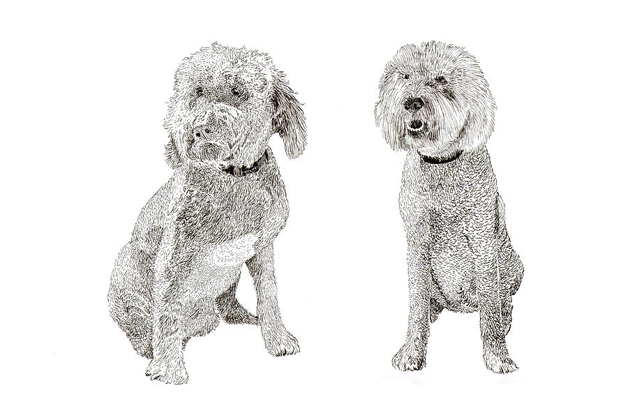 Pair of Pretty Poodles Pups Drawing by Jack Pumphrey