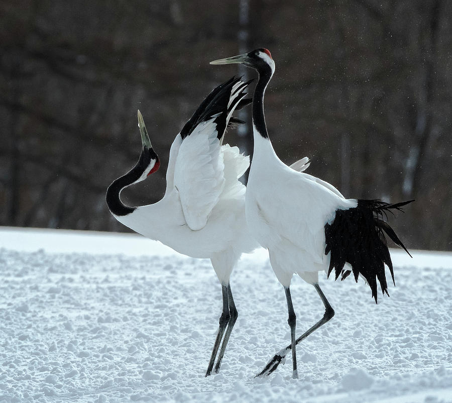 Pair of Red Crowned Cranes Photograph by Steven Upton