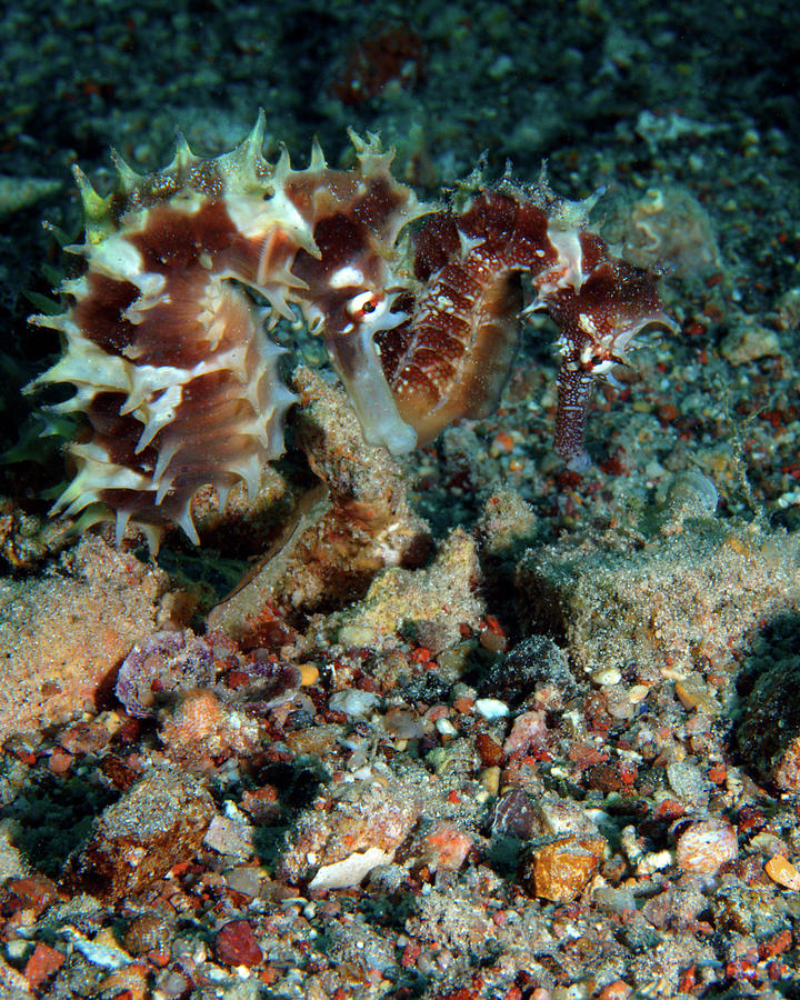 Pair of Red Jayakars Seahorses, Red Sea, Israel 1 Photograph by Pauline Walsh Jacobson