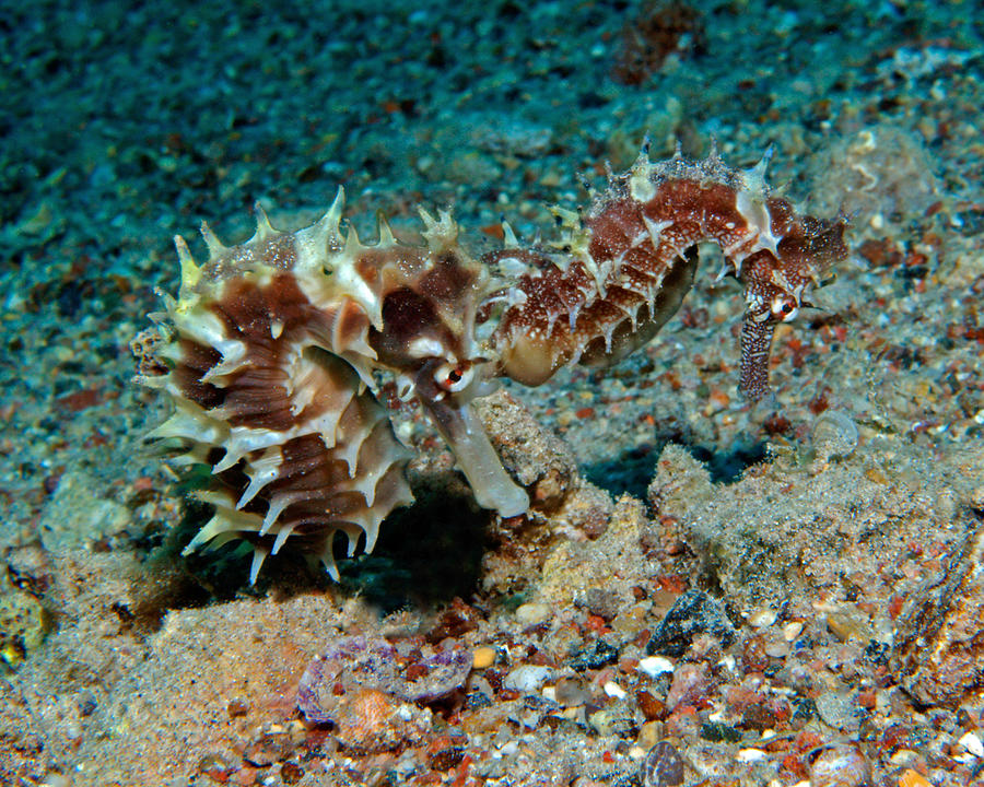 Pair of Red Jayakars Seahorses, Red Sea, Israel 2 Photograph by Pauline Walsh Jacobson