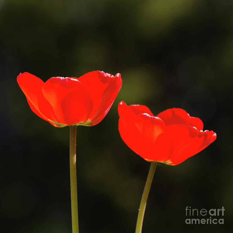 Nature Photograph - Pair of red shiny tulips by Kennerth and Birgitta Kullman