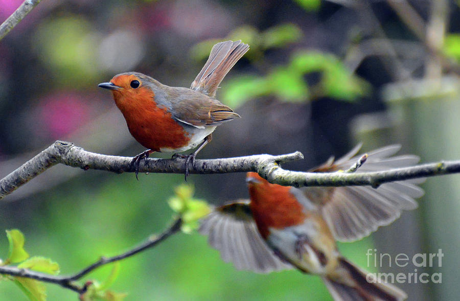 Pair Of Robins Photograph