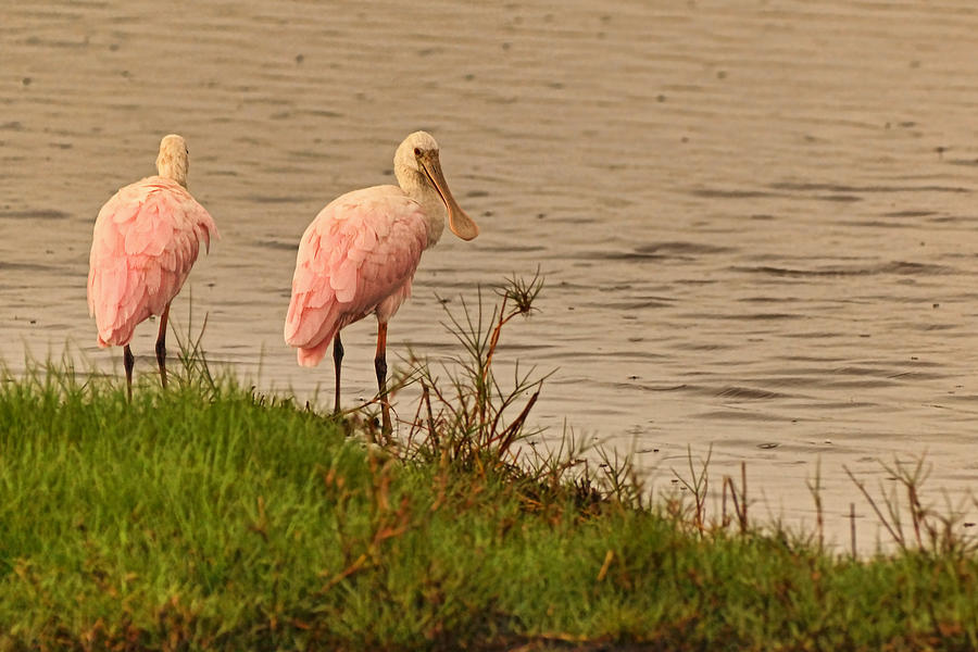 Pair of Roseate Spoonbills Photograph by Theo OConnor