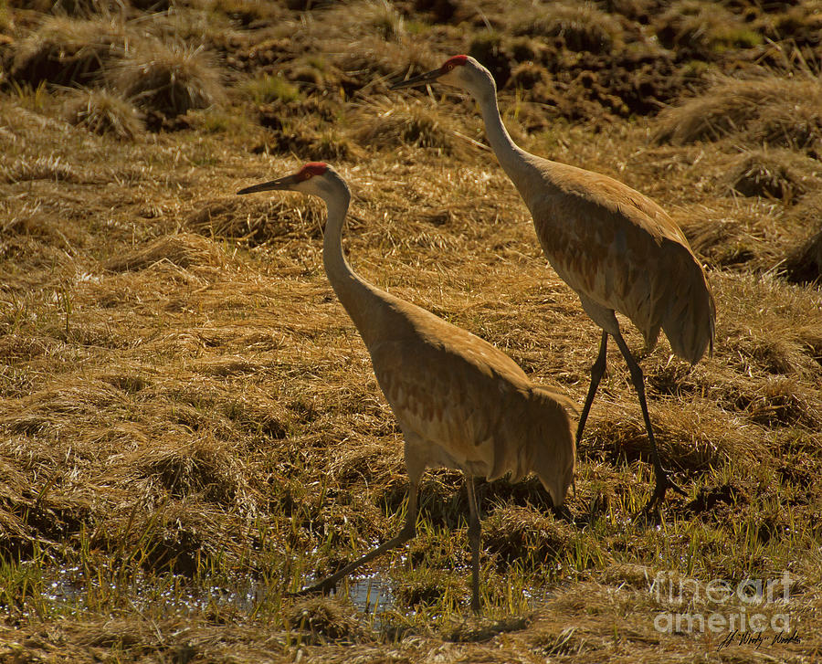Pair Of Sandhill Cranes-Signed-#4111 Photograph by J L Woody Wooden