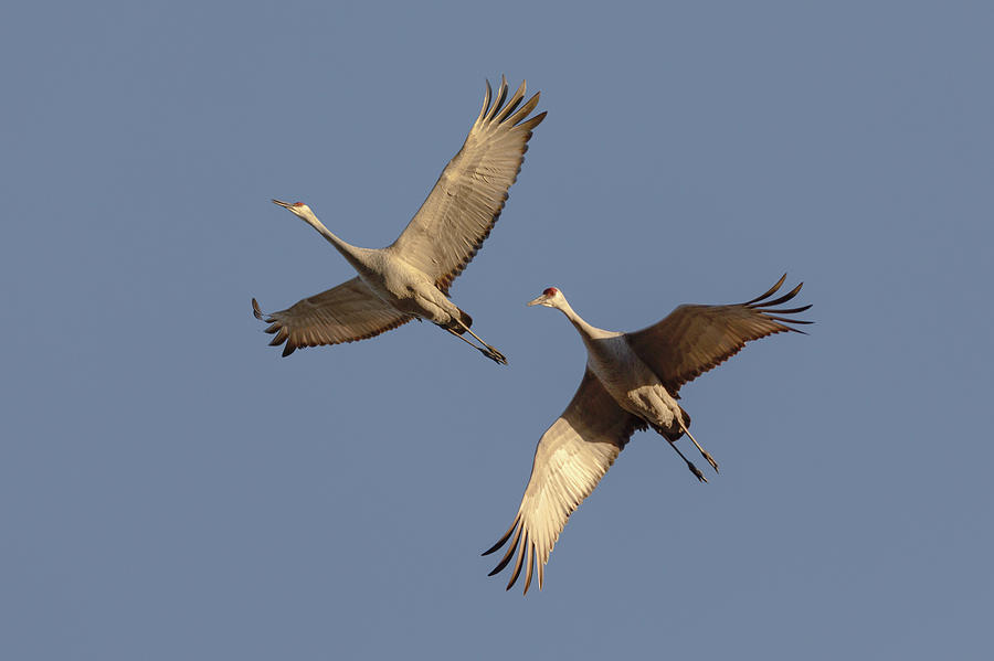 Pair of Sandhill Cranes Photograph by Susan Rissi Tregoning