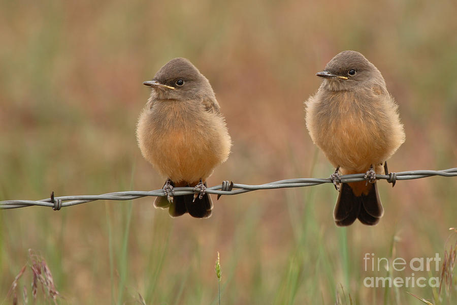 Wildlife Photograph - Pair Of Says Phoebe Fledglings On Barbed Wire Fence by Max Allen